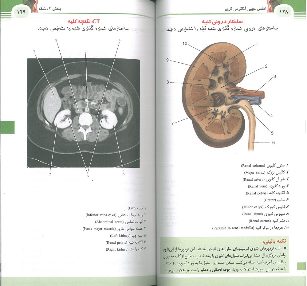نمونه متن کتاب فلش کارت اطلس آناتومی گری 2024 - ترجمه دکتر شیرازی - اندیشه رفیع