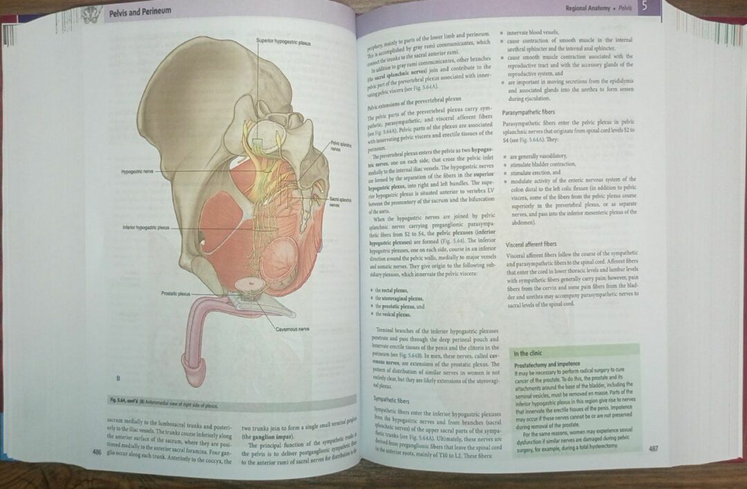 آناتومی گری برای دانشجویان 2024 | Gray's Anatomy for Students - 5th Edition