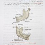 کتاب آناتومی عمومی - دکتر عمیدی - بر اساس آناتومی گری | تمام رنگی