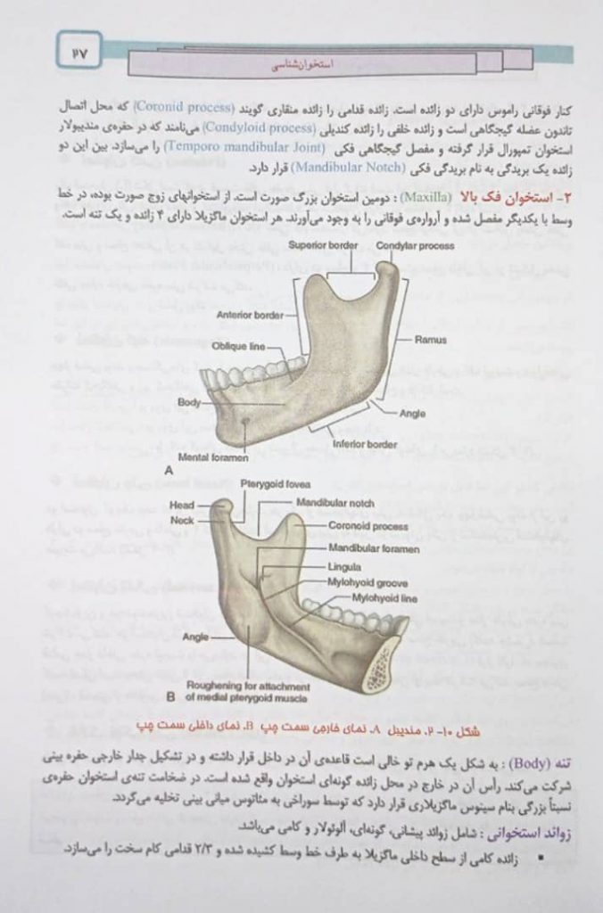 کتاب آناتومی عمومی - دکتر عمیدی - بر اساس آناتومی گری | تمام رنگی