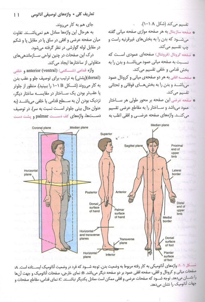 ترجمه آناتومی اسنل اندام 2019 دکتر عمیدی