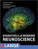 Essentials Of Modern Neuroscience 2020