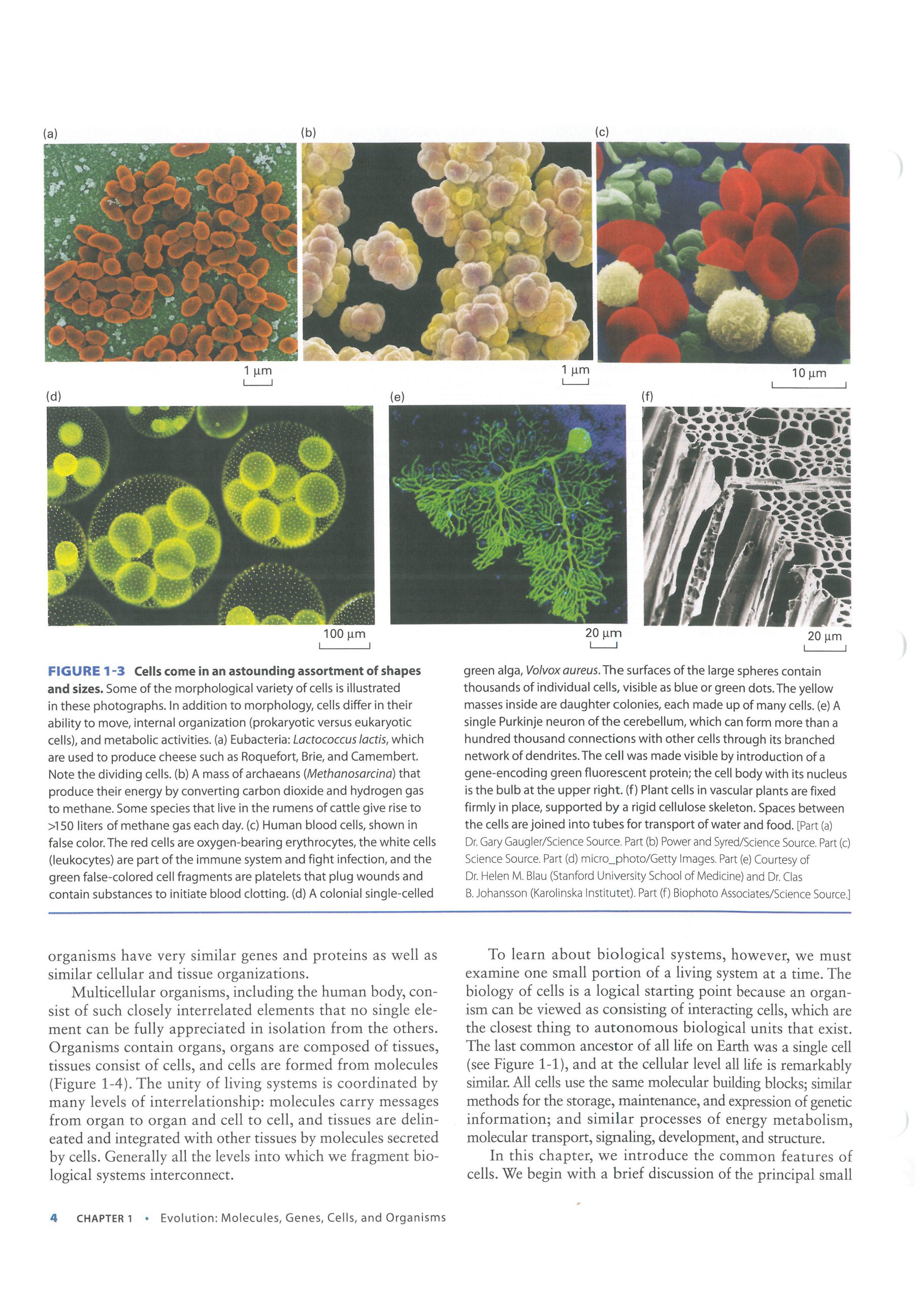 کتاب افست زیست شناسی لودیش - بیولوژی لودیش 2021 | تمام رنگی - کاغذ تحریر