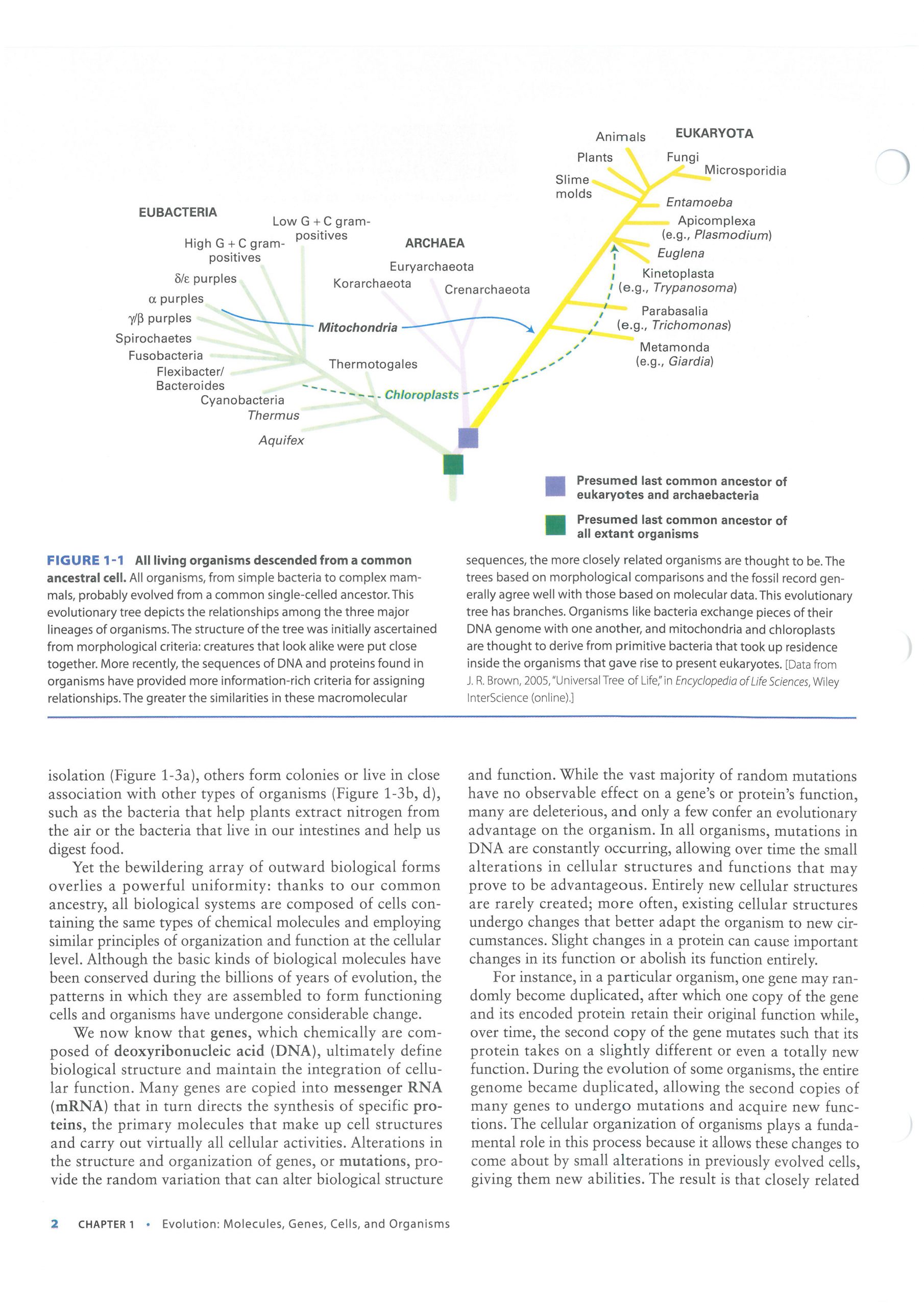 کتاب افست زیست شناسی لودیش - بیولوژی لودیش 2021 | تمام رنگی - کاغذ تحریر