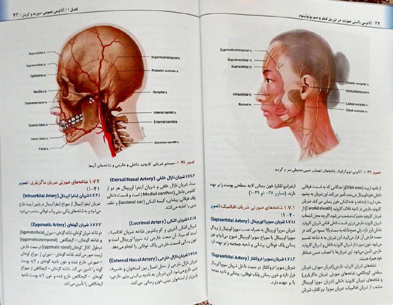 کتاب راهنمای کاربردی آناتومی بالینی صورت در تزریق فیلر و سم بوتولینوم - تصویر 3