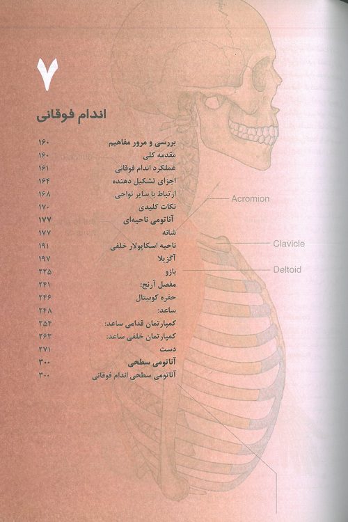 آناتومی گری برای دانشجویان ۲۰۲۴ | جلد دوم – اندام ( ترجمه عمیدی ) - تصویر 3