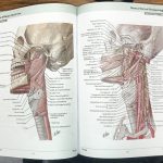 Netter Atlas of Human Anatomy 8th Edition | اطلس آناتومی نتر 2023
