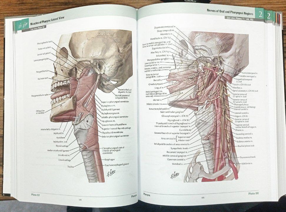 Netter Atlas of Human Anatomy 8th Edition | اطلس آناتومی نتر 2023
