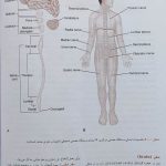 QR | خلاصه نورو آناتومی بالینی اسنل 2019