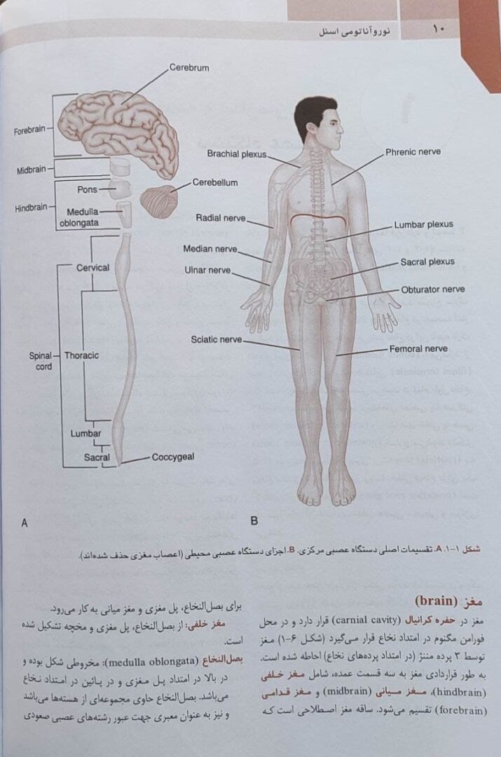 QR | خلاصه نورو آناتومی بالینی اسنل 2019