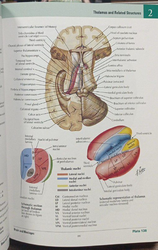 کیفیت چاپ کتاب اطلس آناتومی نتر 2023 | Quality of the printed version of ATlas of Human anatomy netter