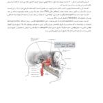 آناتومی کلینیکال برای ایمپلنت های دندانی