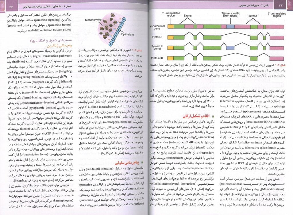 کتاب جنین شناسی پزشکی لانگمن 2024  ترجمه رضا دکتر شیرازی