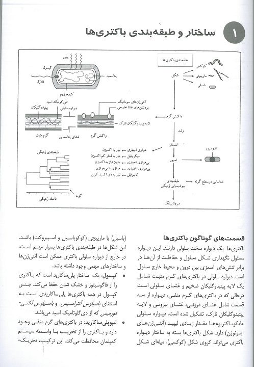 میکروب شناسی پزشکی در یک نگاه - تصویر 3