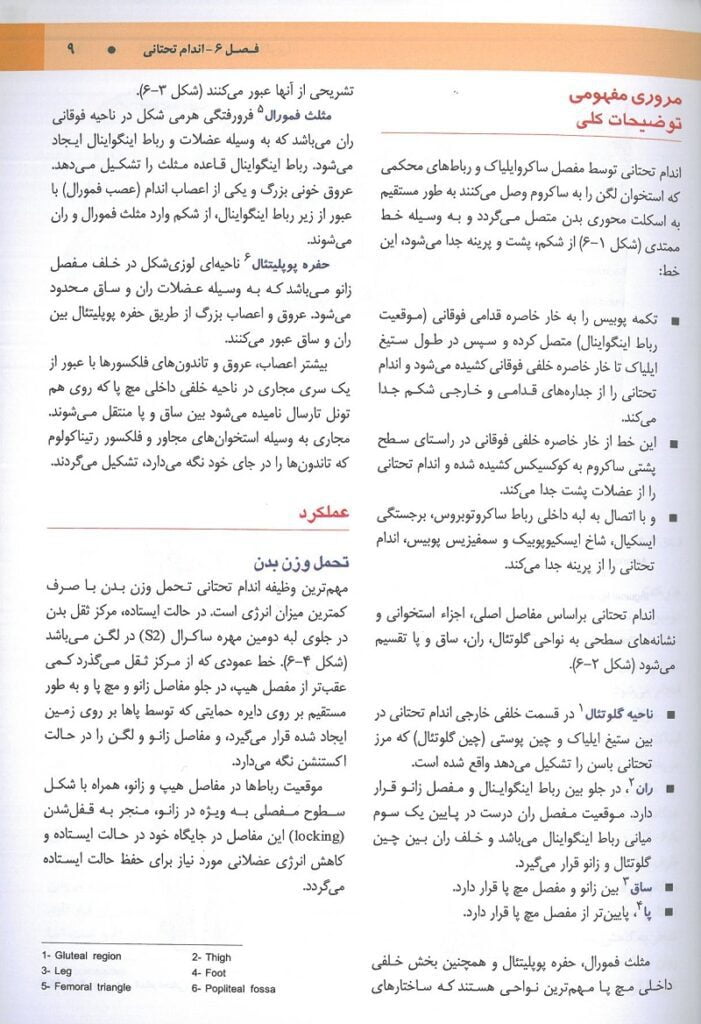 ترجمه فارسی کتاب آناتومی گری برای دانشجویان 2024 : اندام - جلد دوم | ترجمه دکتر مهدی زاده