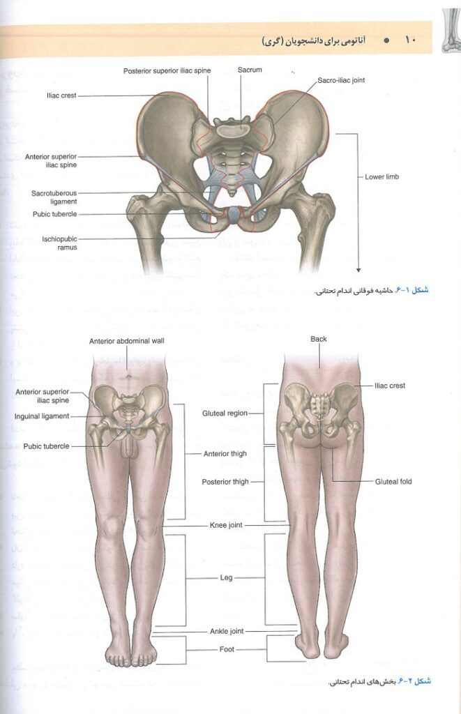 صفحه دوم کتاب آناتومی گری برای دانشجویان 2024 : اندام - جلد  دوم | ترجمه دکتر مهدی زاده