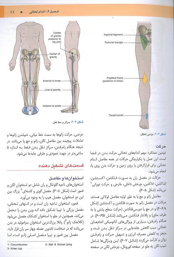 صفحه سوم کتاب آناتومی گری برای دانشجویان 2024 : اندام - جلد دوم | ترجمه دکتر مهدی زاده
