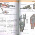 صفحه چهار کتاب آناتومی گری برای دانشجویان 2024 : اندام - جلد  دوم | ترجمه دکتر مهدی زاده