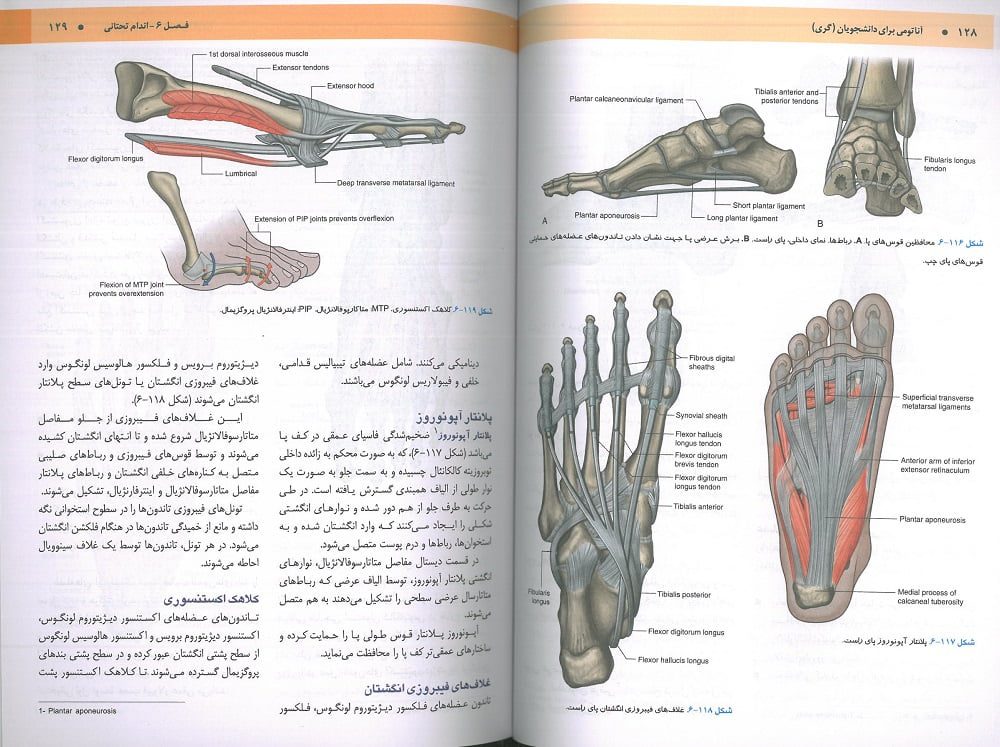 صفحه چهار کتاب آناتومی گری برای دانشجویان 2024 : اندام - جلد  دوم | ترجمه دکتر مهدی زاده