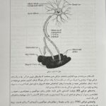 درسنامه جامع فیزیولوژی و تغذیه ورزشی