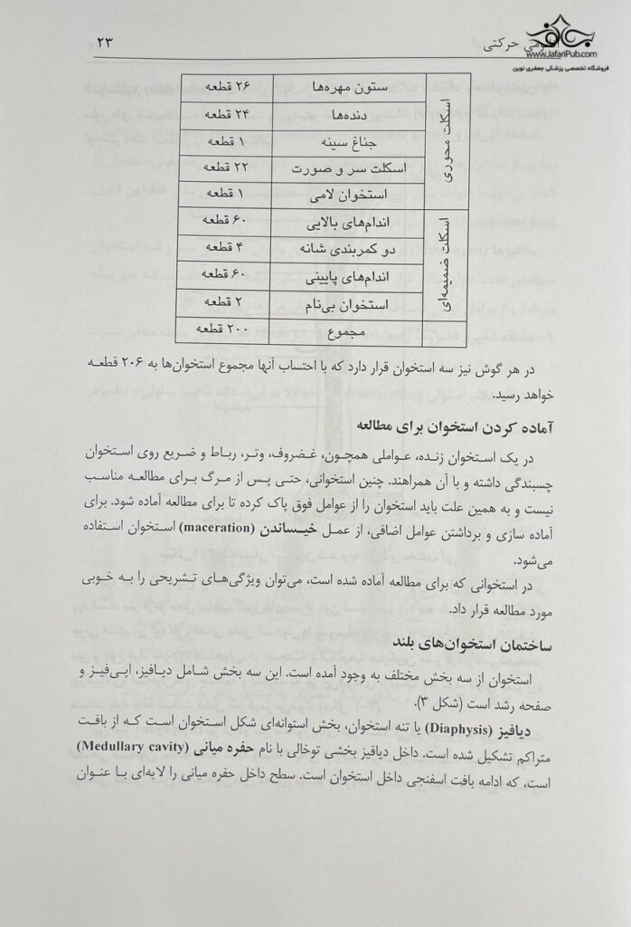 آناتومی حرکتی