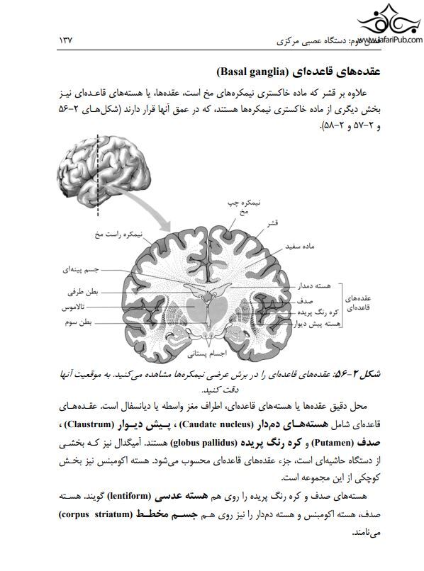 آناتومی دستگاه عصبی