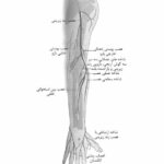 آناتومی دستگاه عصبی