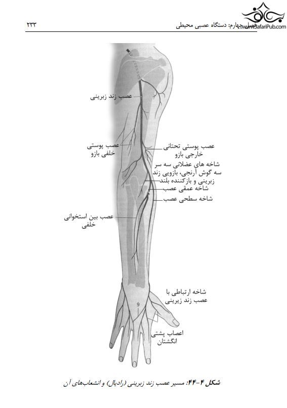 آناتومی دستگاه عصبی