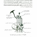 آناتومی دستگاه عصبی