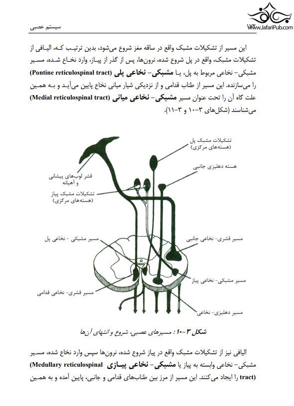 آناتومی دستگاه عصبی