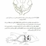 آناتومی دستگاه عصبی