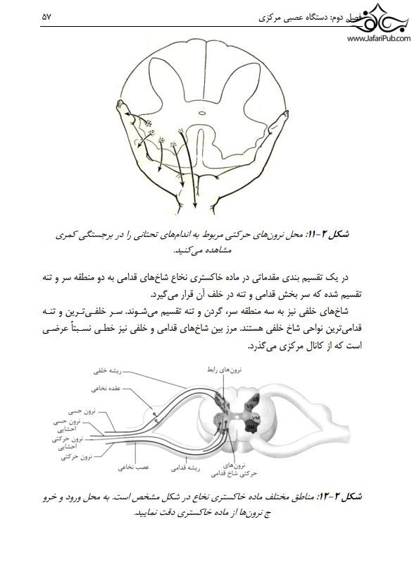 آناتومی دستگاه عصبی