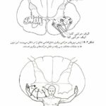 آناتومی دستگاه عصبی