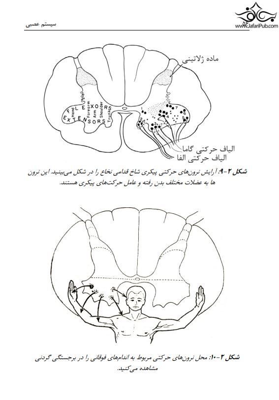 آناتومی دستگاه عصبی