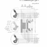 آناتومی دستگاه عصبی