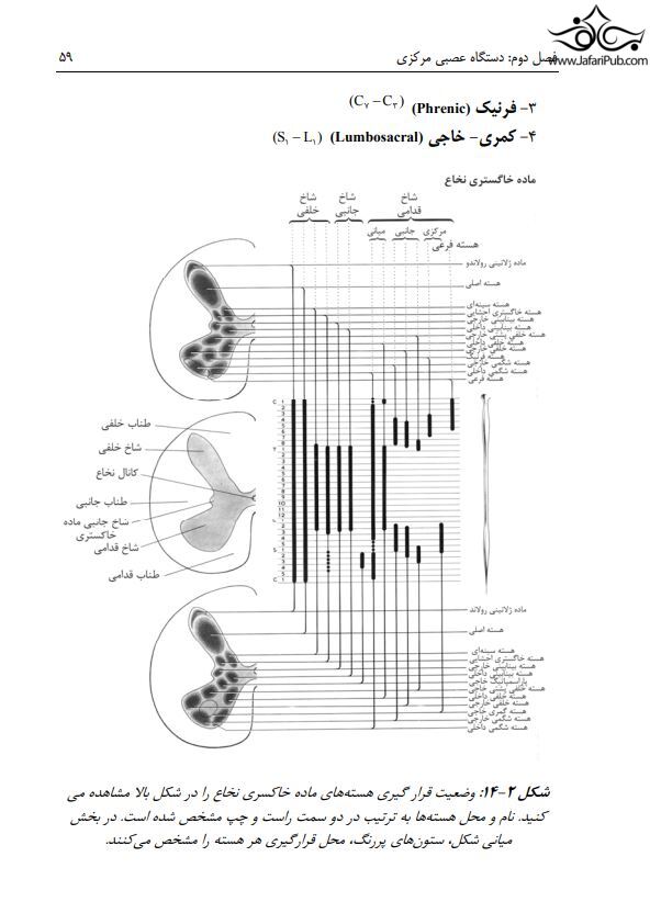 آناتومی دستگاه عصبی