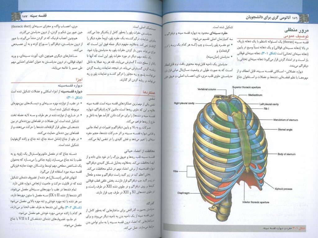 نمونه متن فارسی ترجمه کتاب آناتومی گری تنه 2024 دکتر حسن زاده
