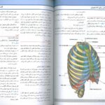 نمونه متن فارسی ترجمه کتاب آناتومی گری تنه 2024 دکتر حسن زاده