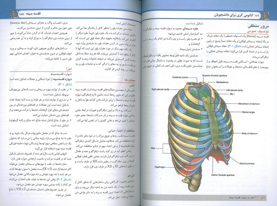 نمونه متن فارسی ترجمه کتاب آناتومی گری تنه 2024 دکتر حسن زاده