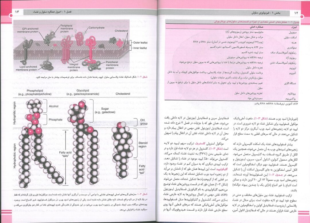 کتاب فیزیولوژی برن و لوی 2024