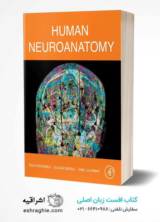 Human Neuroanatomy