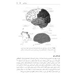 تکنیک های توانبخشی در درمان سکته مغزی - صفحه 12
