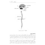 تکنیک های توانبخشی در درمان سکته مغزی - صفحه 8