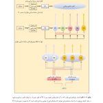 روانشناسی شناختی توجه و ادراک دیداری - صفحه 18