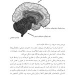 هفت و نیم درس درباره مغز - صفحه 14