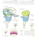 کتاب تناسب اندام مغز - صفحه 10