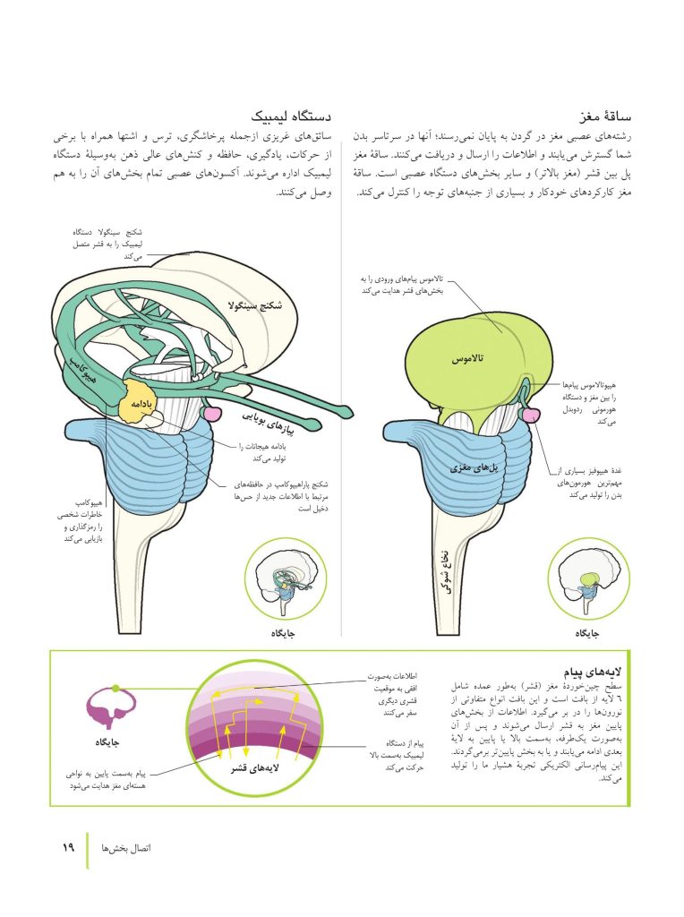 کتاب تناسب اندام مغز - صفحه 10