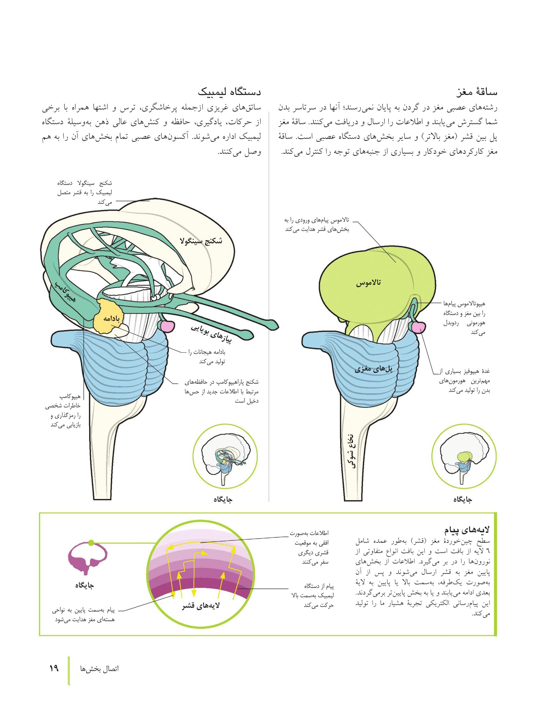 کتاب تناسب اندام مغز - صفحه 10