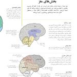 کتاب تناسب اندام مغز - صفحه 5