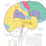 کتاب تناسب اندام مغز - صفحه 6